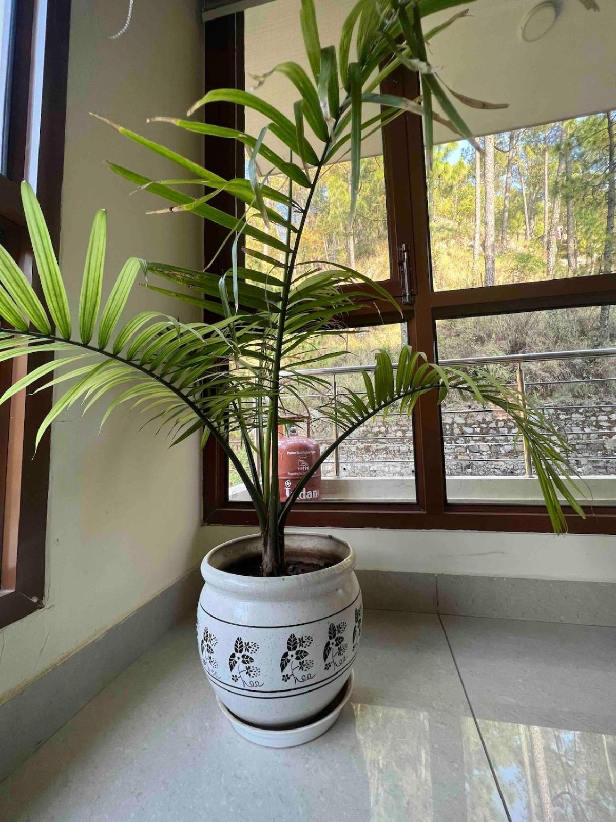 2Bhk Furnished Apartment/Near Kasauli/Barog/Luv Fun & Adventure Solan Exteriör bild